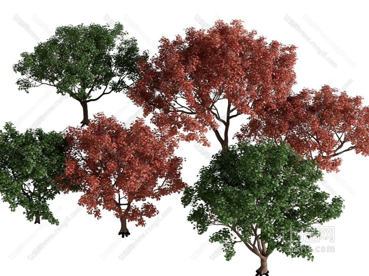 现代绿色 黄色树叶的景观树木