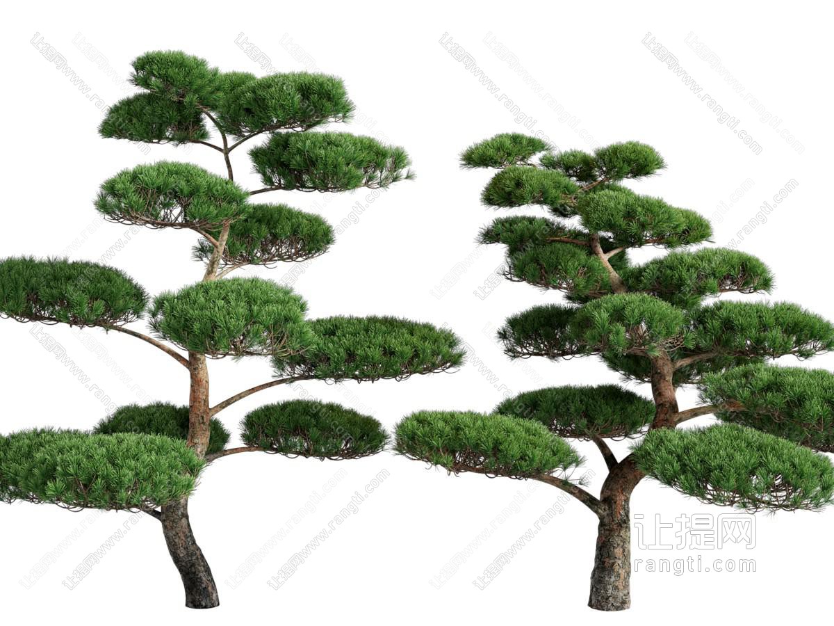 现代景观松树