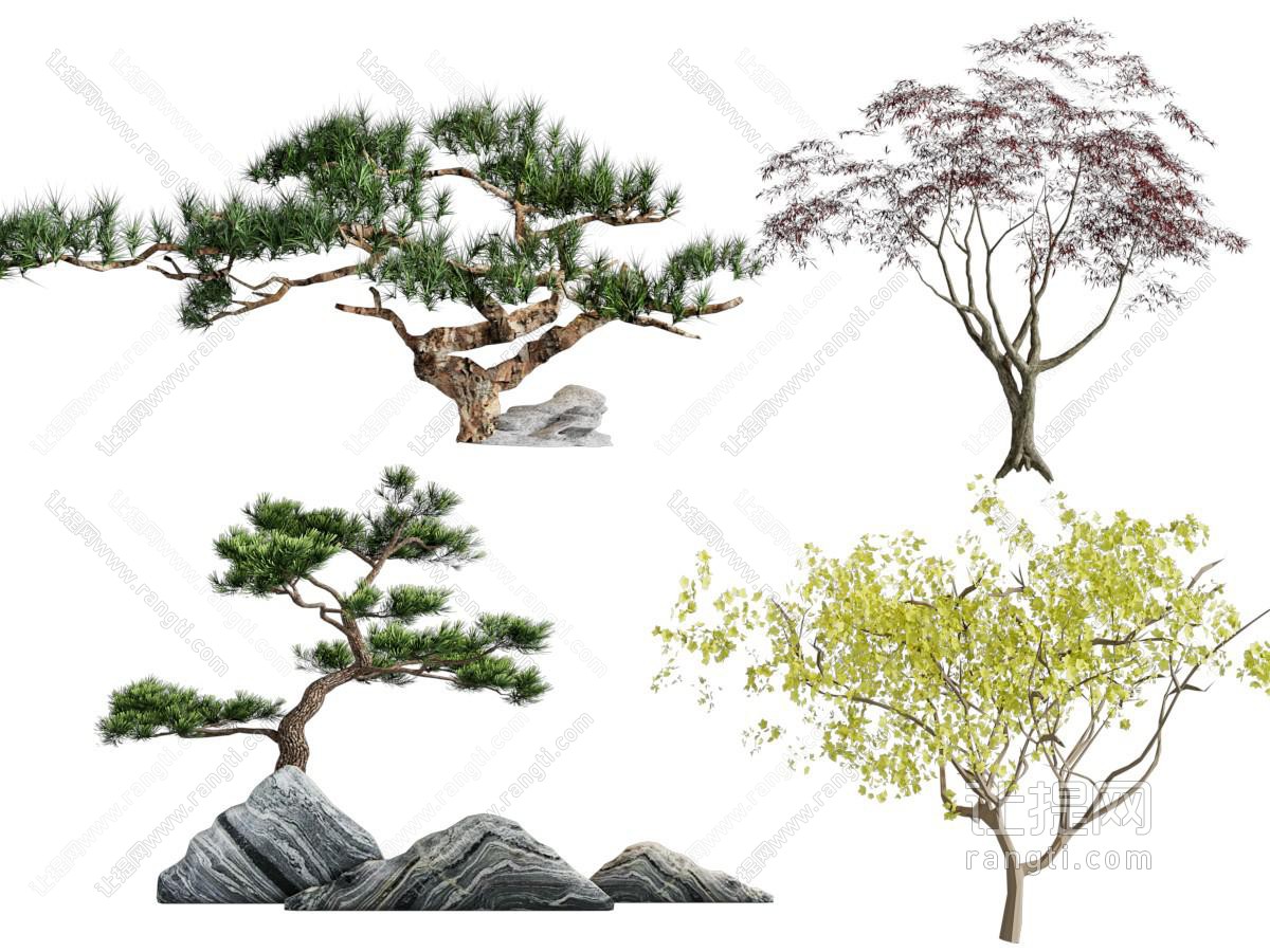 新中式松树 景观树木