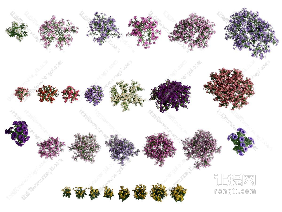 现代花卉 花草植物