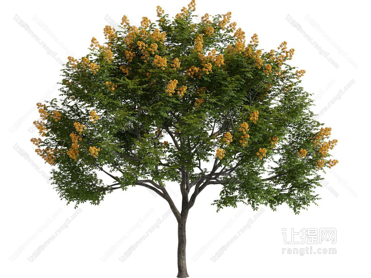 现代开满花朵的大树