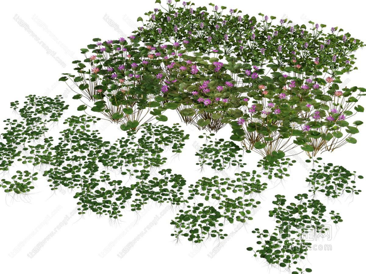 现代花草花卉植物