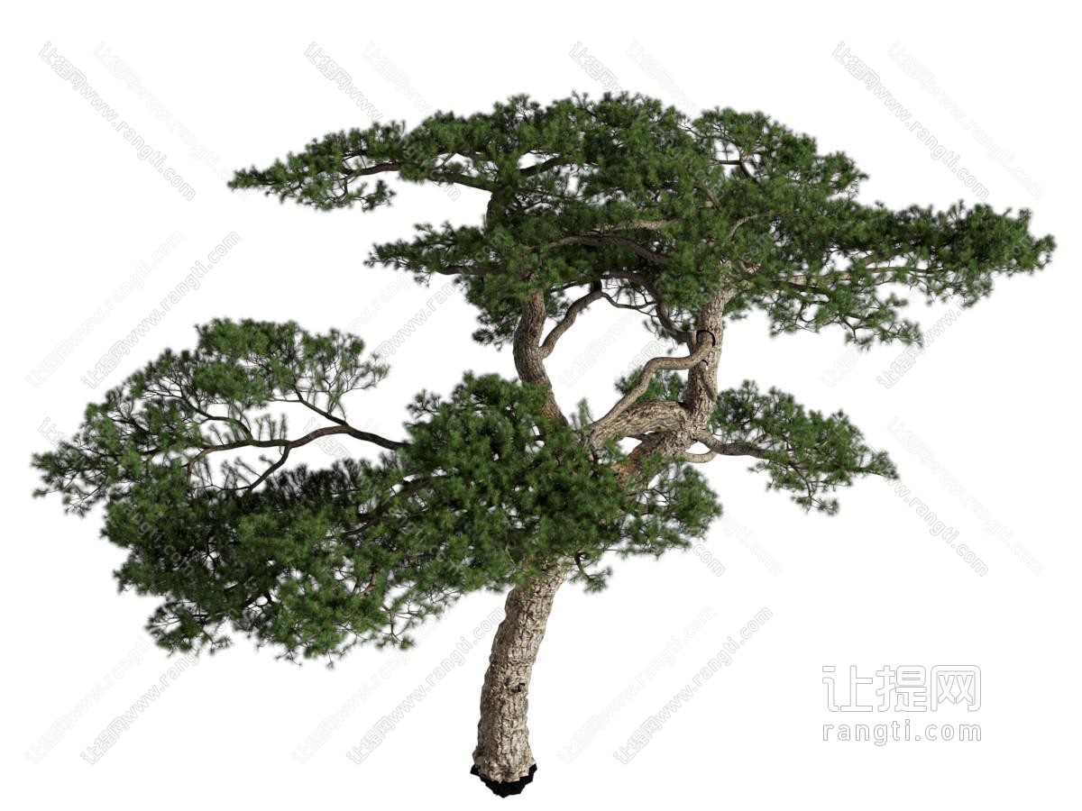 现代松树