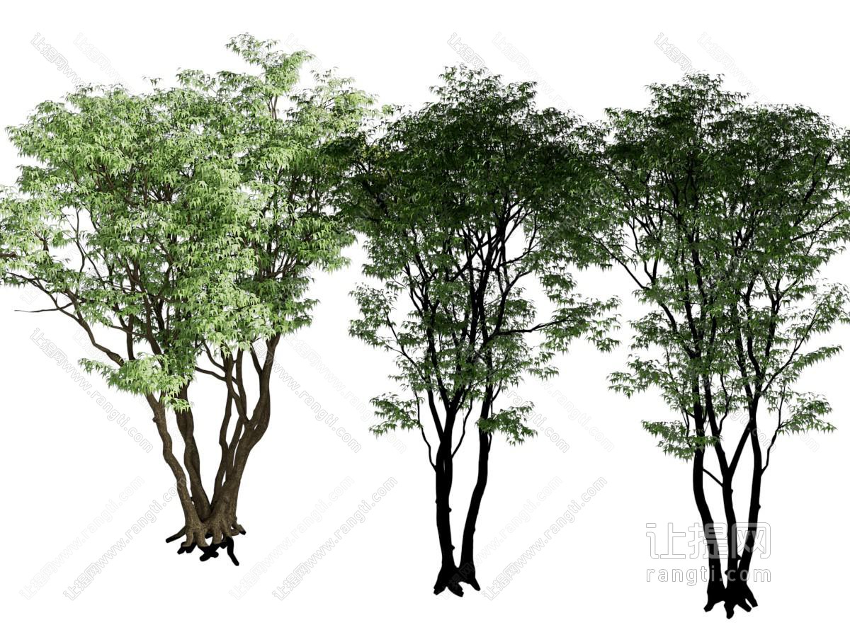 现代景观树木
