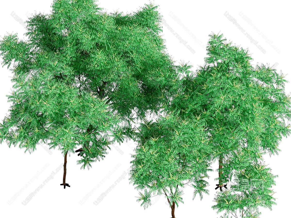 现代景观树木