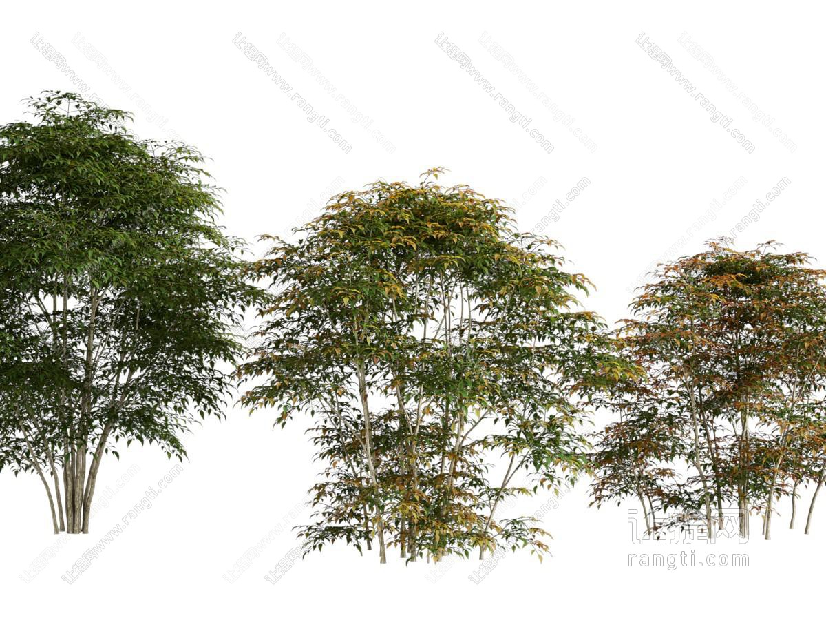 现代景观树木