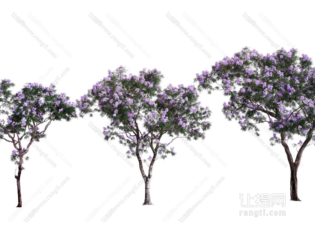 现代开满紫色花朵的树木
