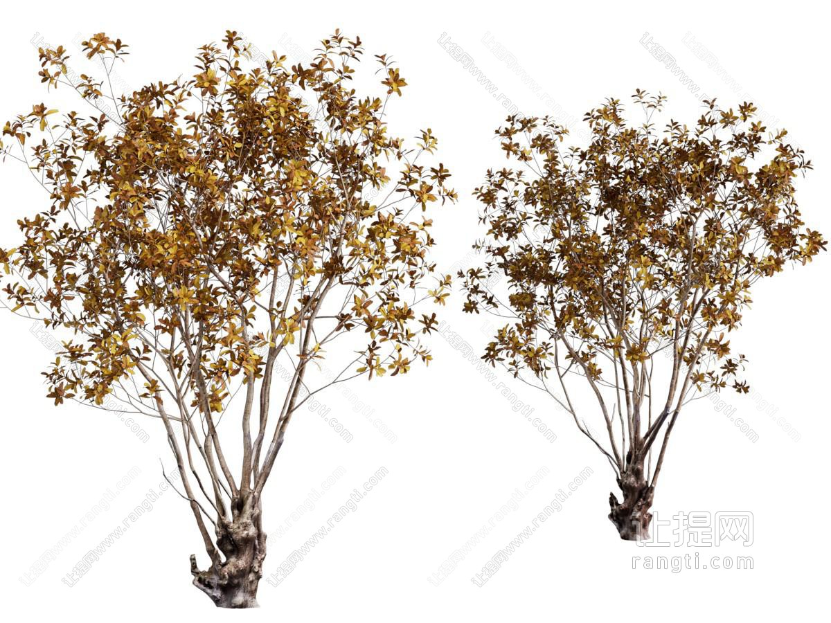 现代黄色树叶的景观树木