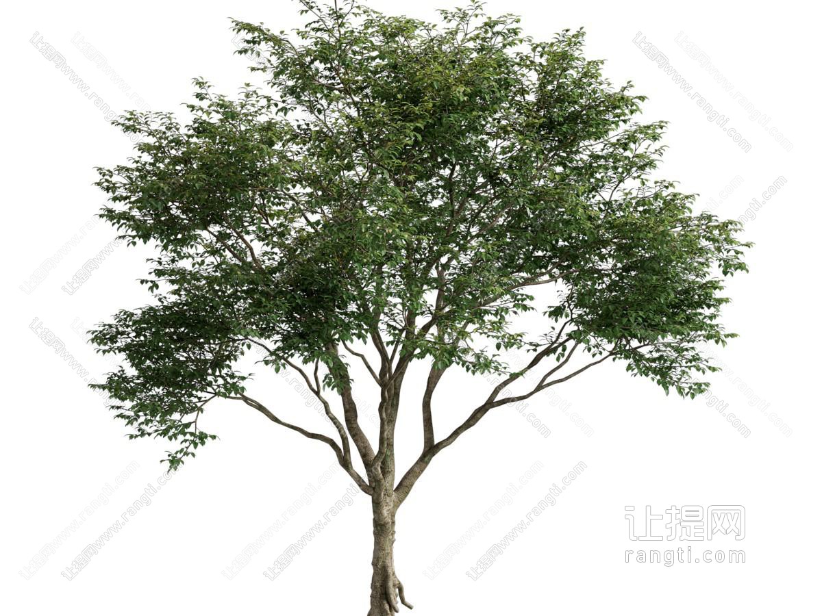 现代景观树木