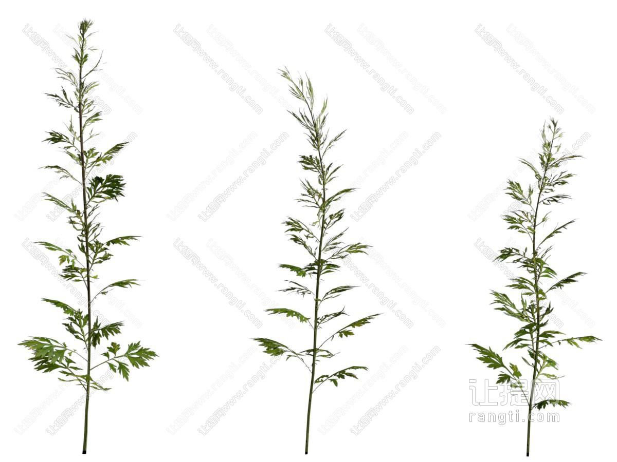 现代花草植物