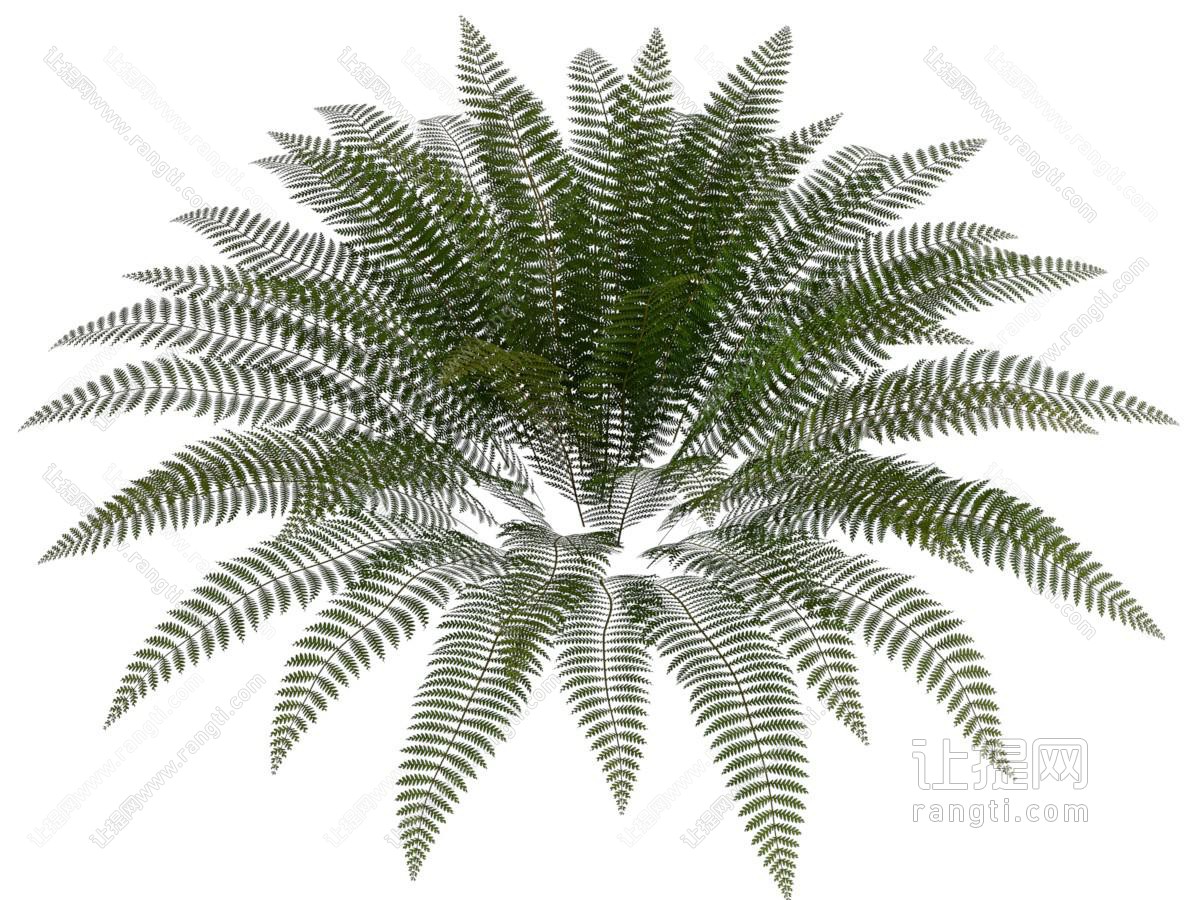 现代蕨类植物 花草