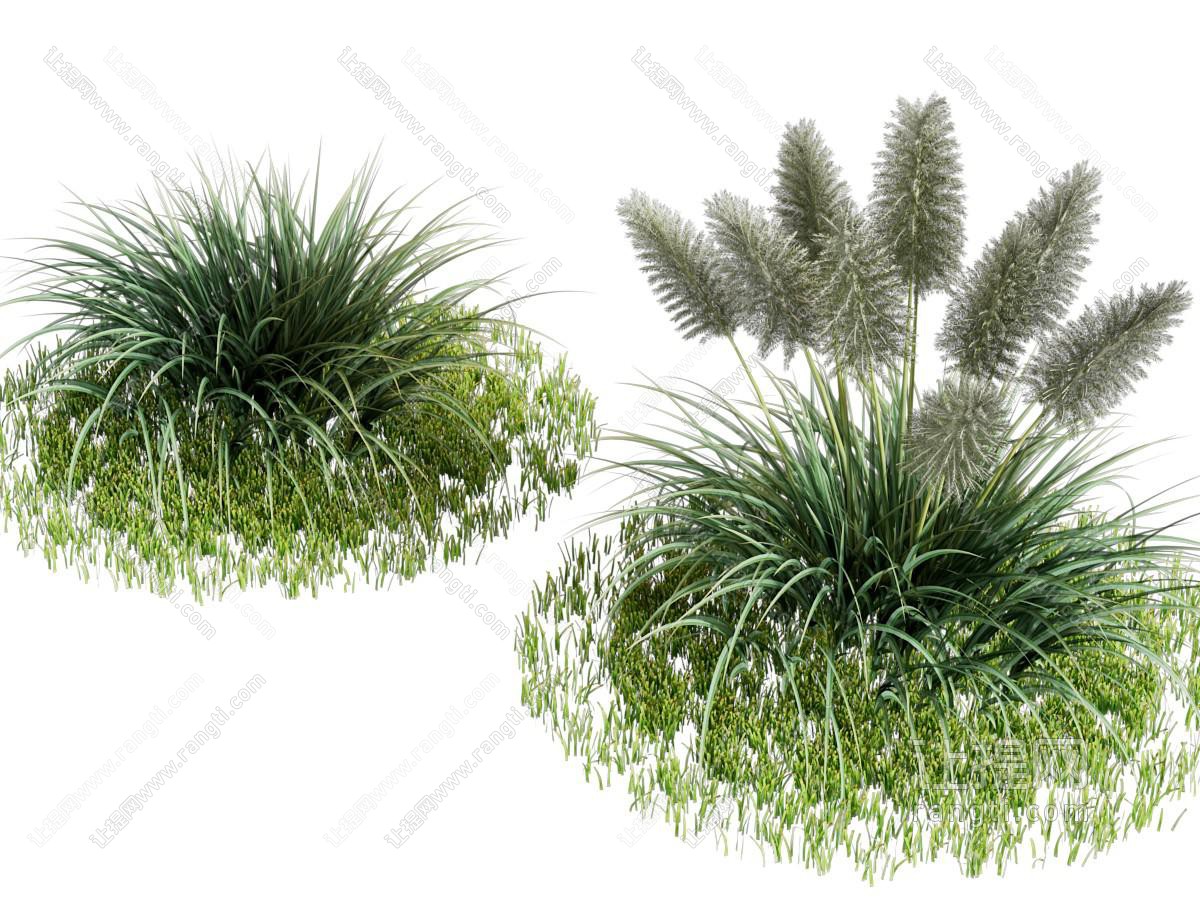 现代花草 花卉植物