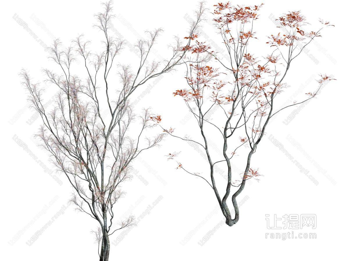 现代景观树木