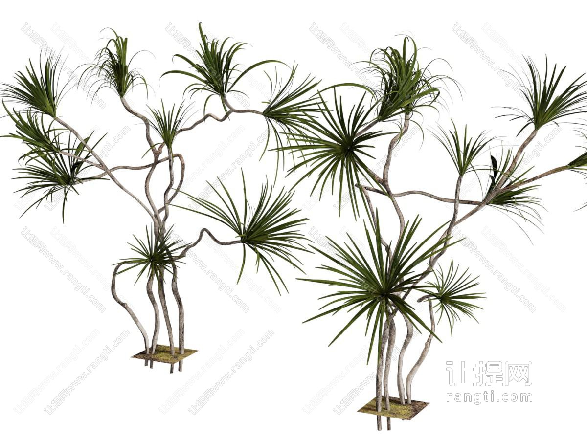 现代景观植物 树木