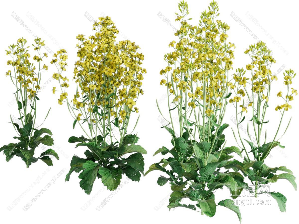 现代油菜花花草植物