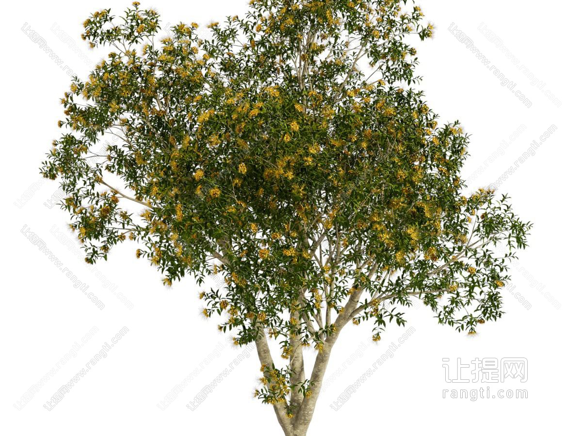 现代开着黄色花朵的景观树木