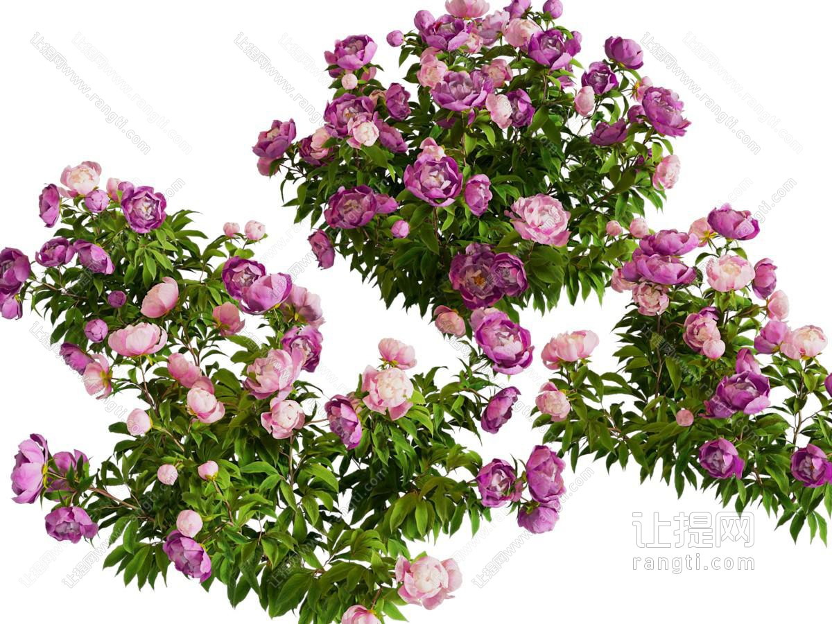 现代花卉花草植物