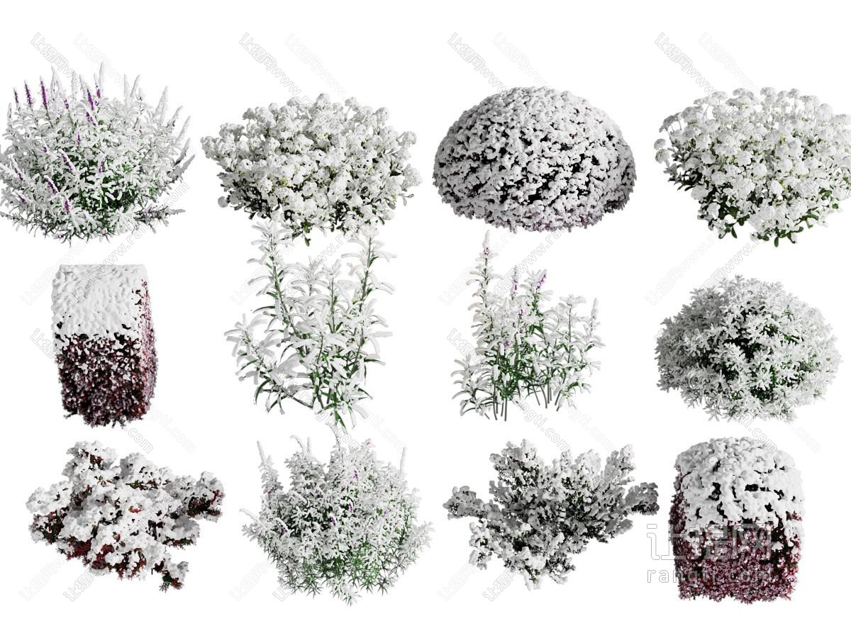 现代花卉 花草植物