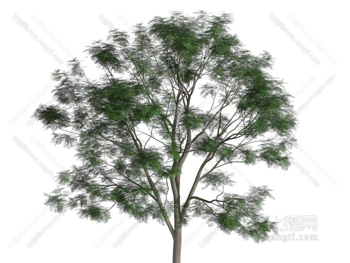 现代景观树木
