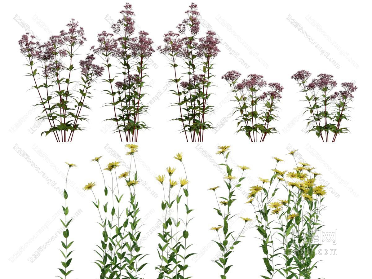 现代花卉 花草植物