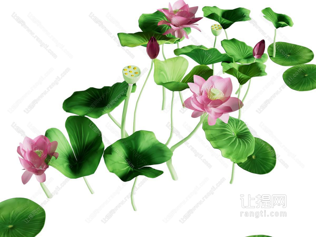 现代荷花 莲藕 莲叶 水生花草植物