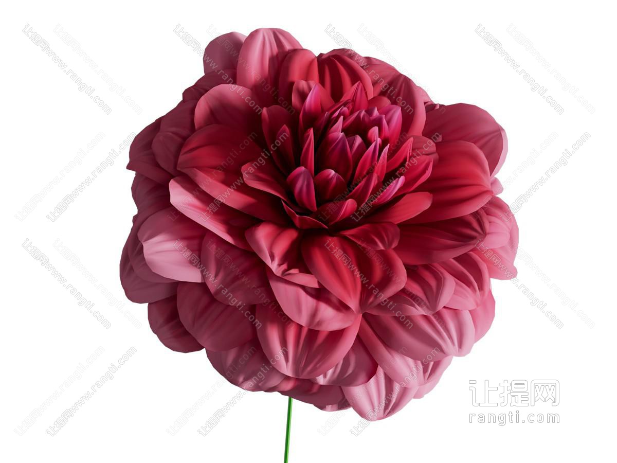 现代花卉 花朵
