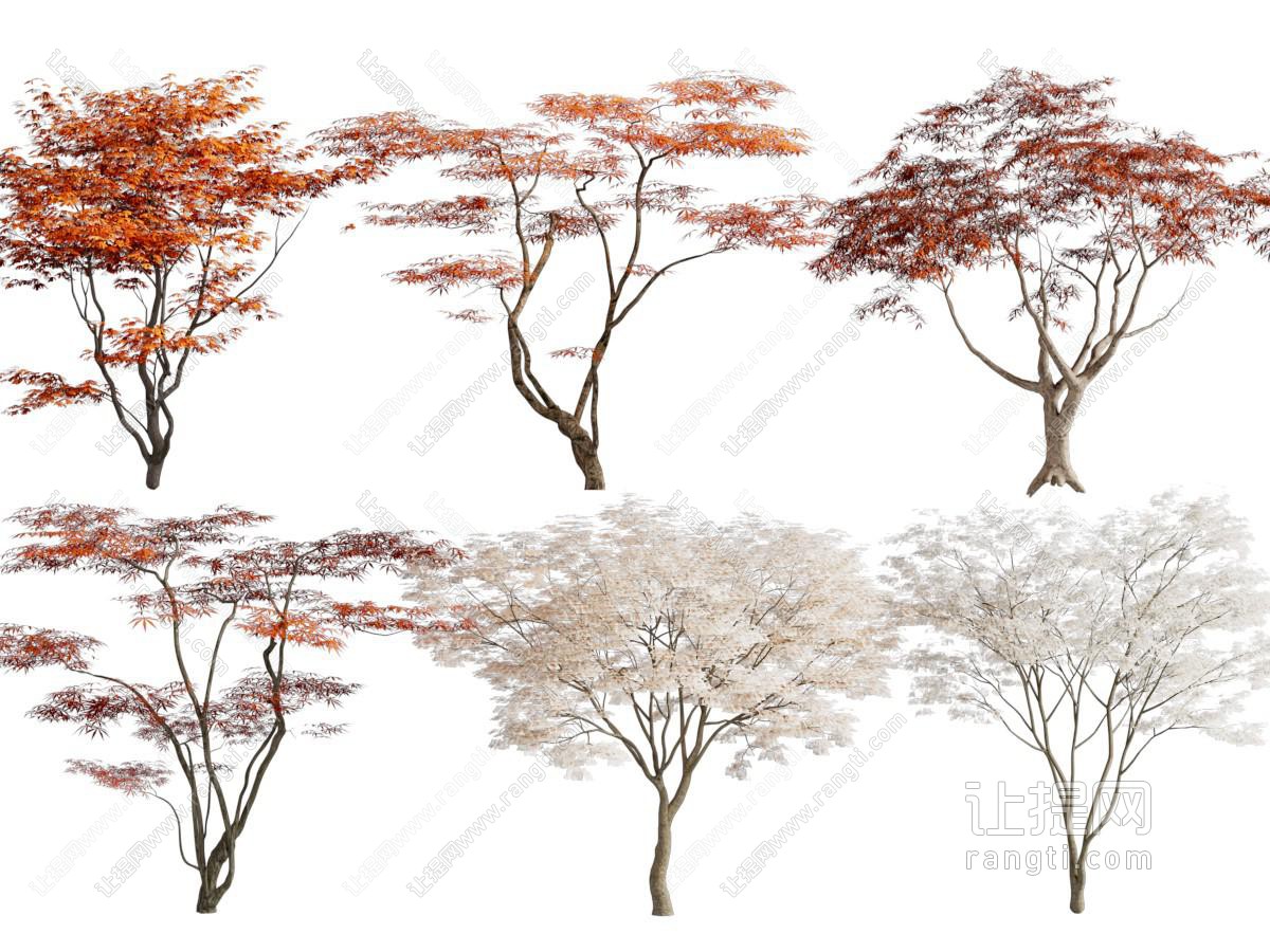 现代枫树