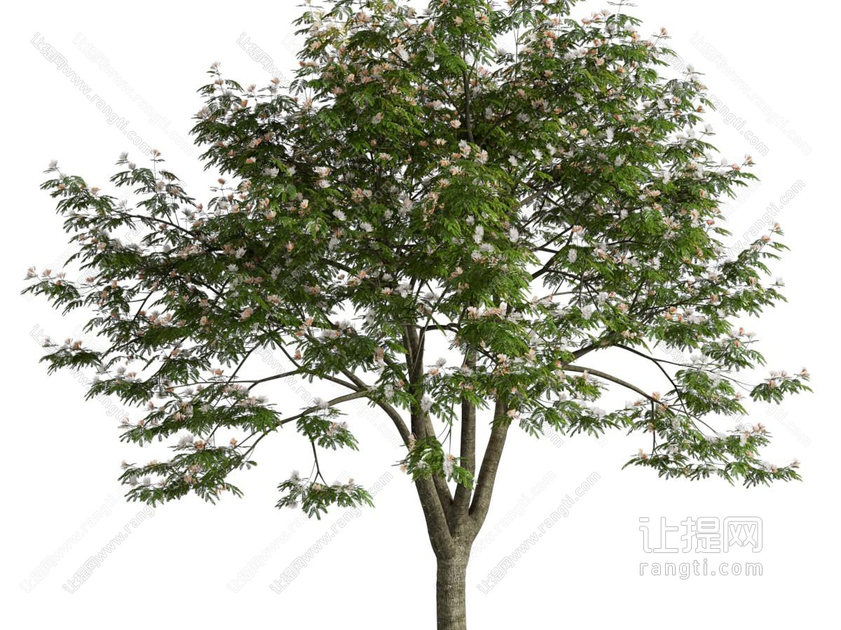 现代景观树木