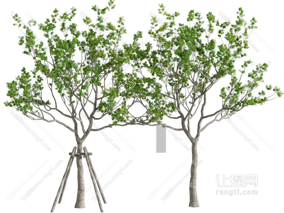 现代景观树木