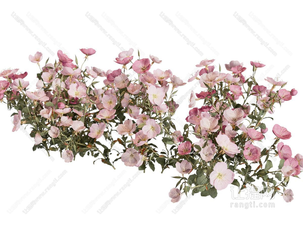 现代花草花卉植物