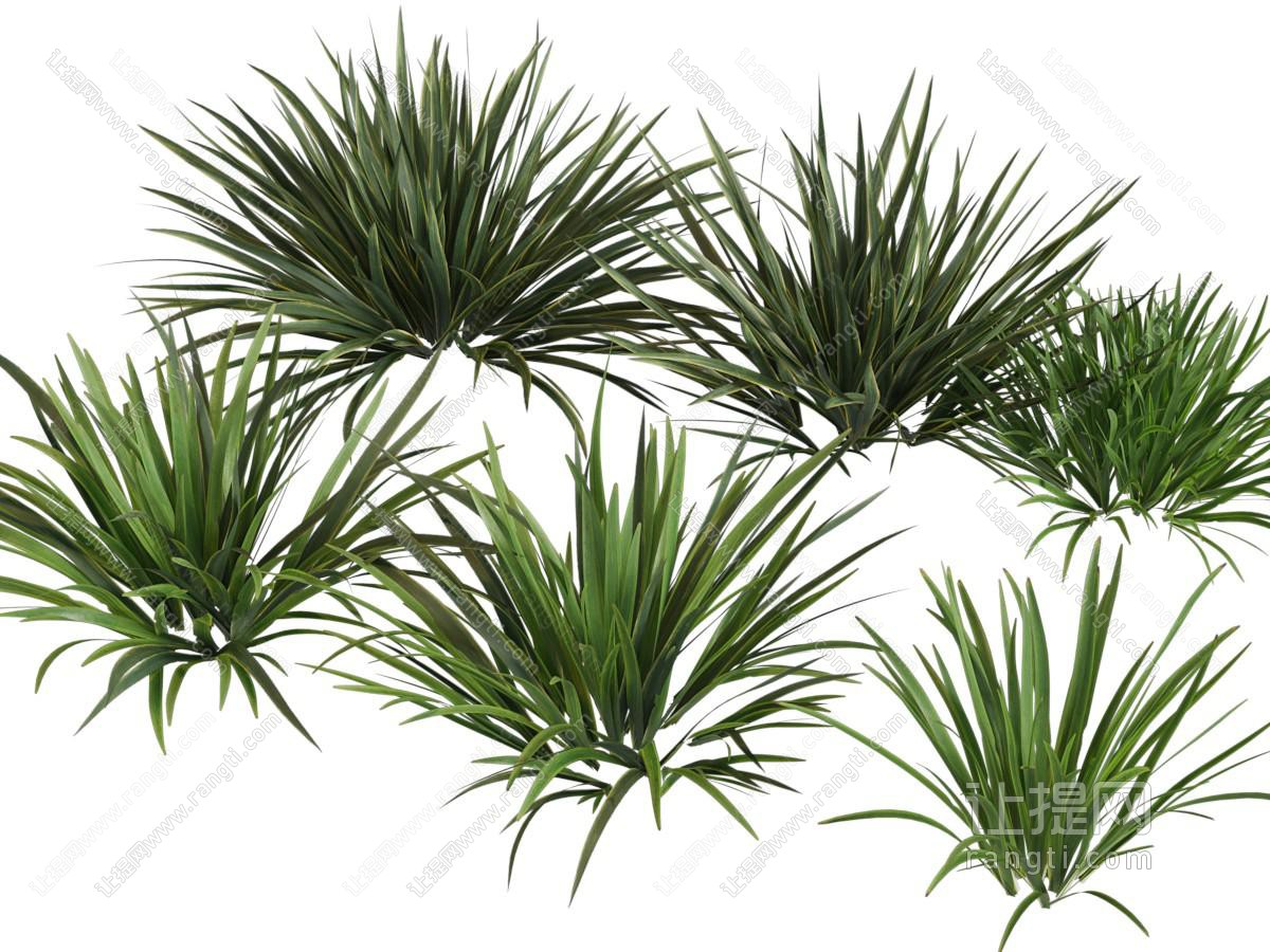现代花草植物