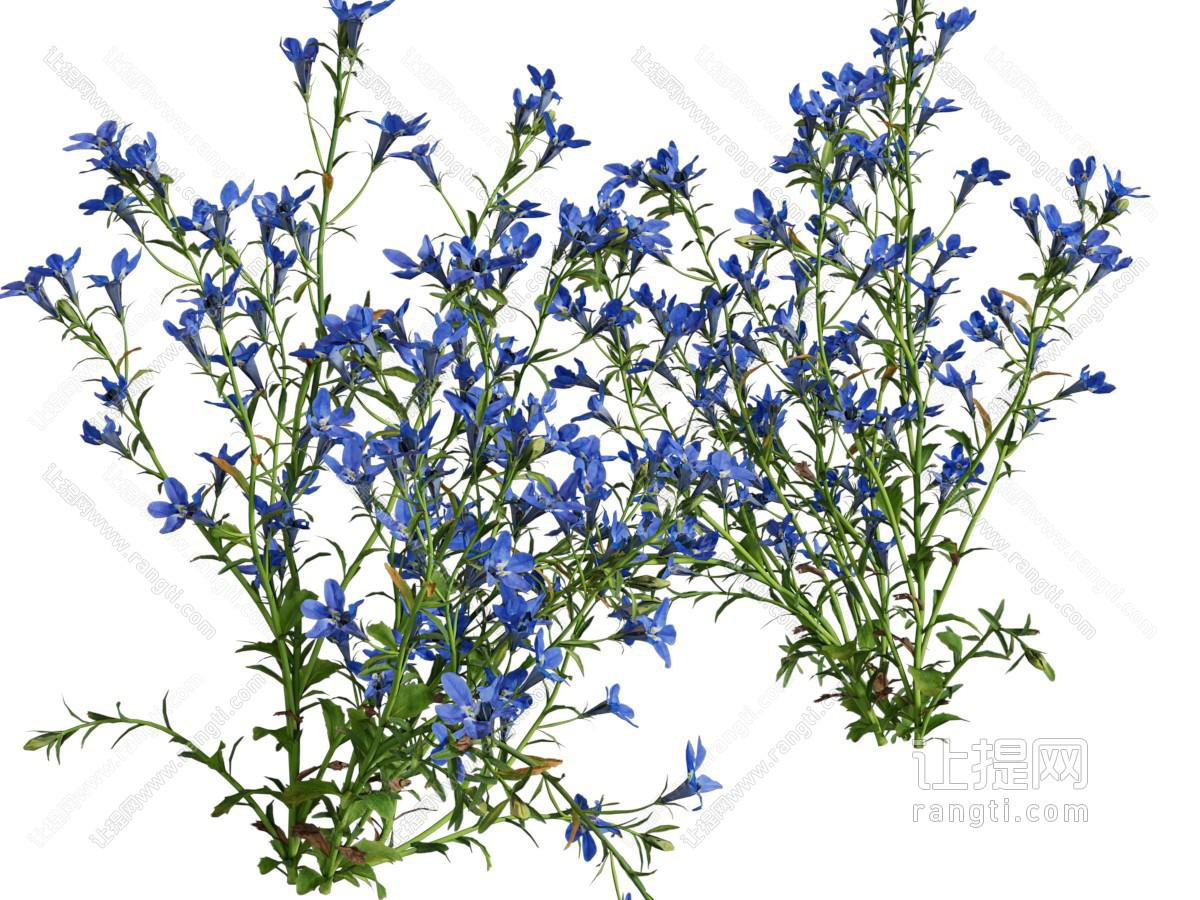 现代花草花卉植物