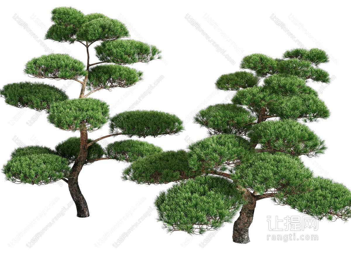 新中式景观松树