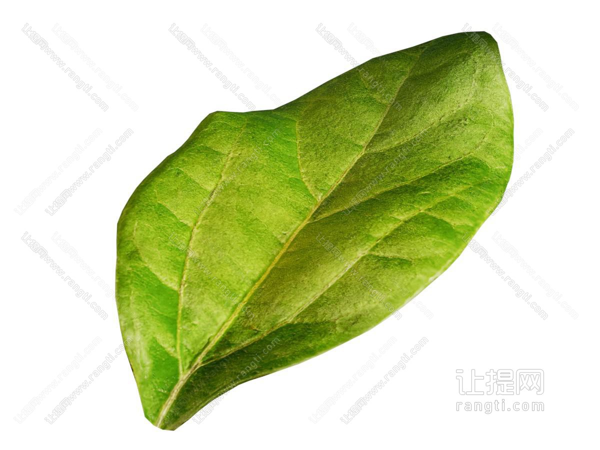 现代树叶