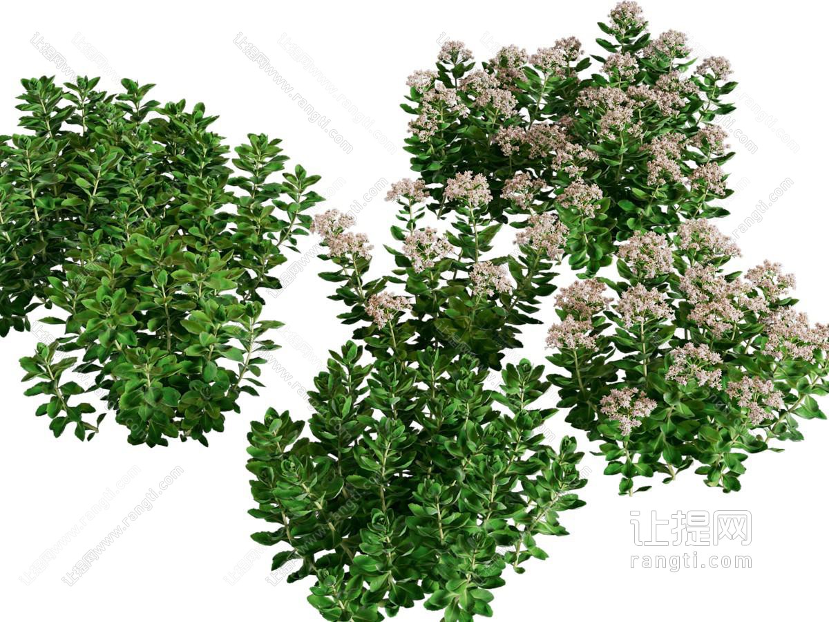 现代花草 花卉植物
