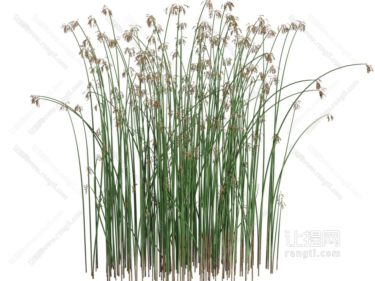现代花卉花草植物