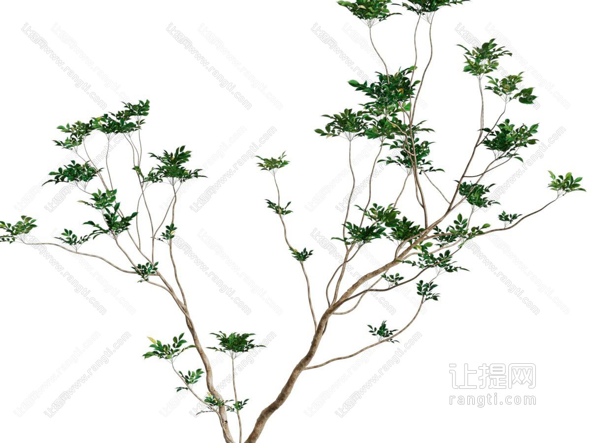 现代景观树木