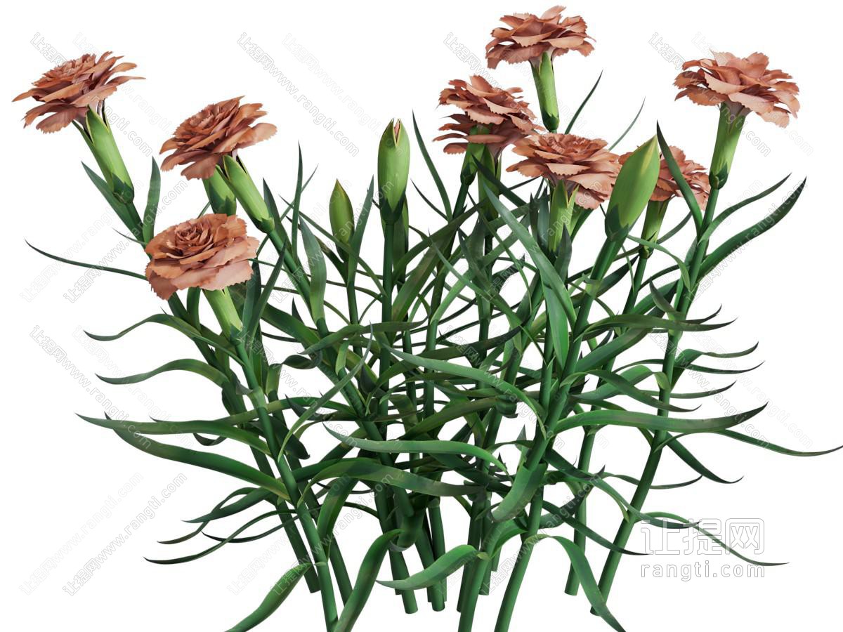 现代康乃馨花草花卉植物