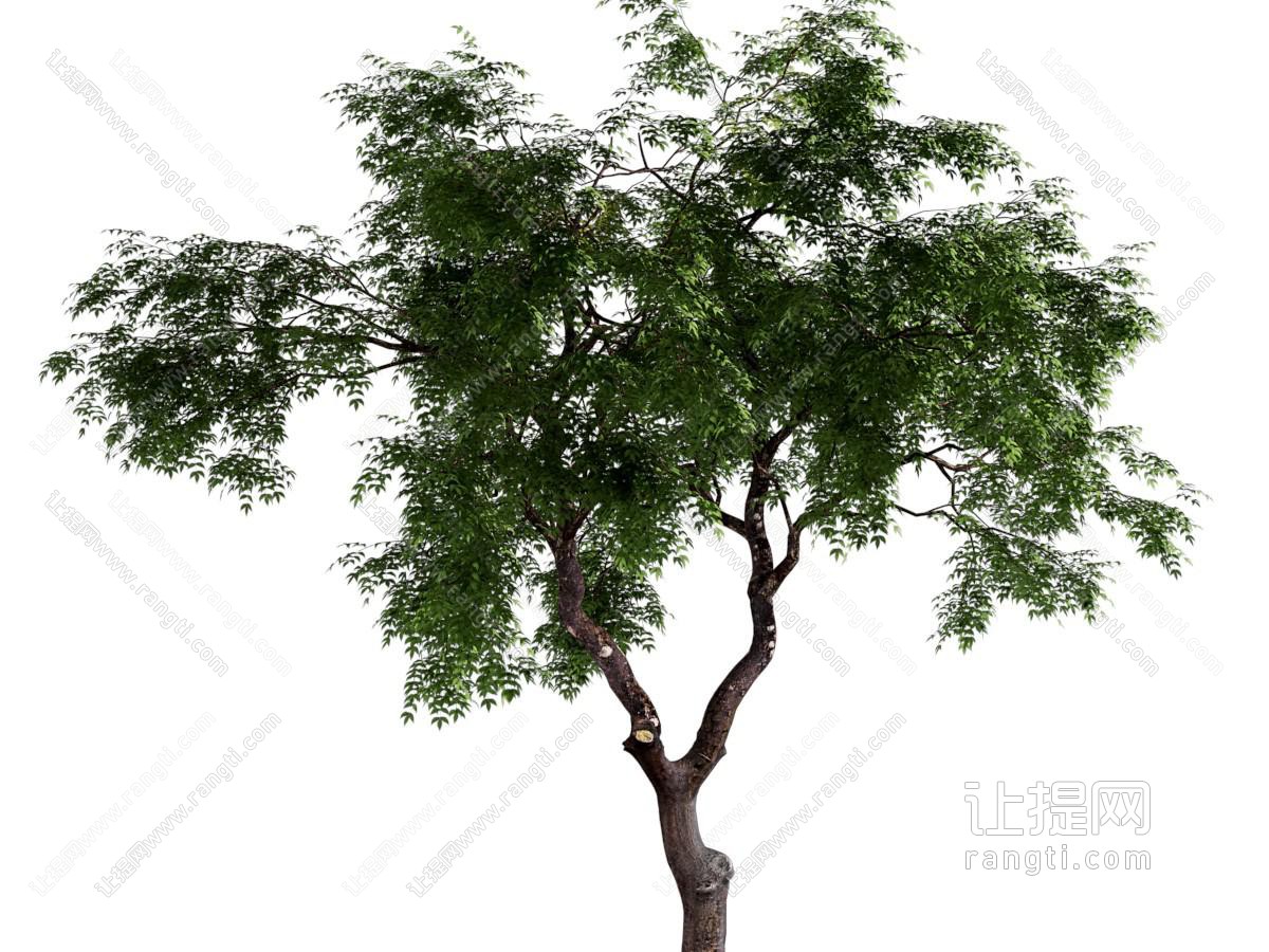 现代景观树木