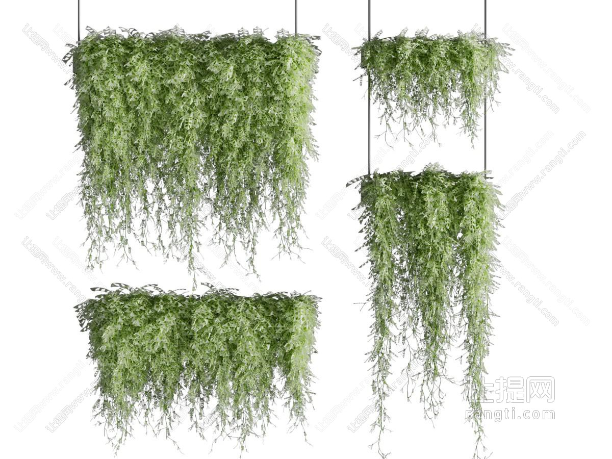 现代吊篮绿植 藤蔓植物