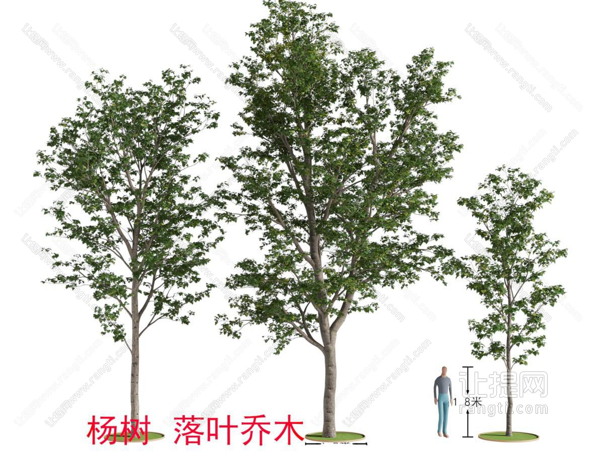 现代杨树 落叶乔木