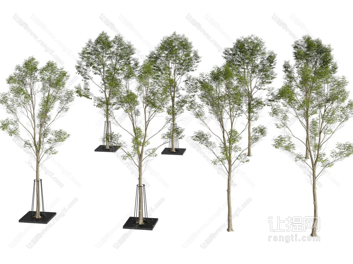 现代道旁景观树木