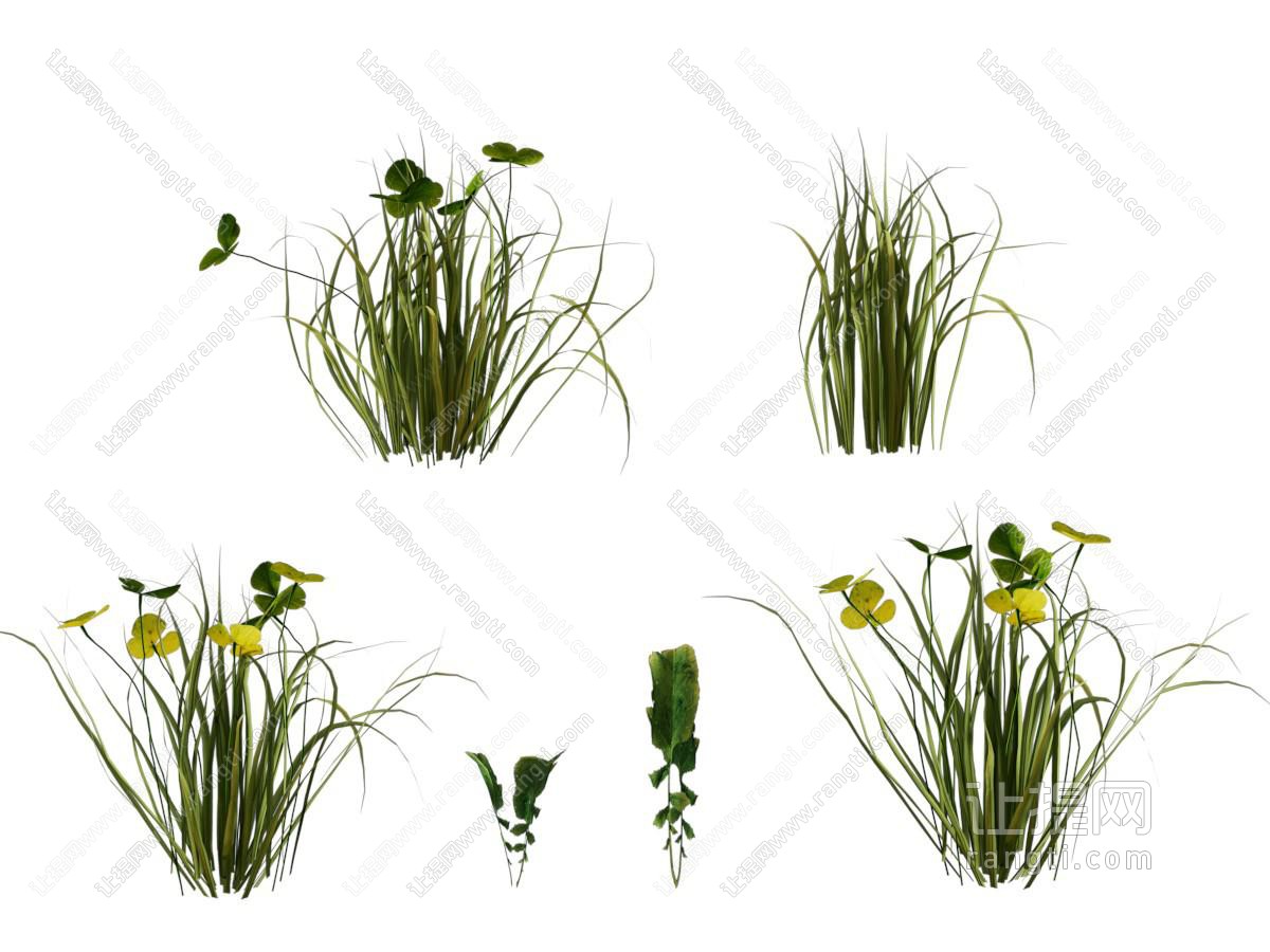 现代花草植物