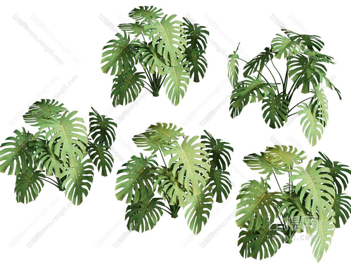 现代花草植物