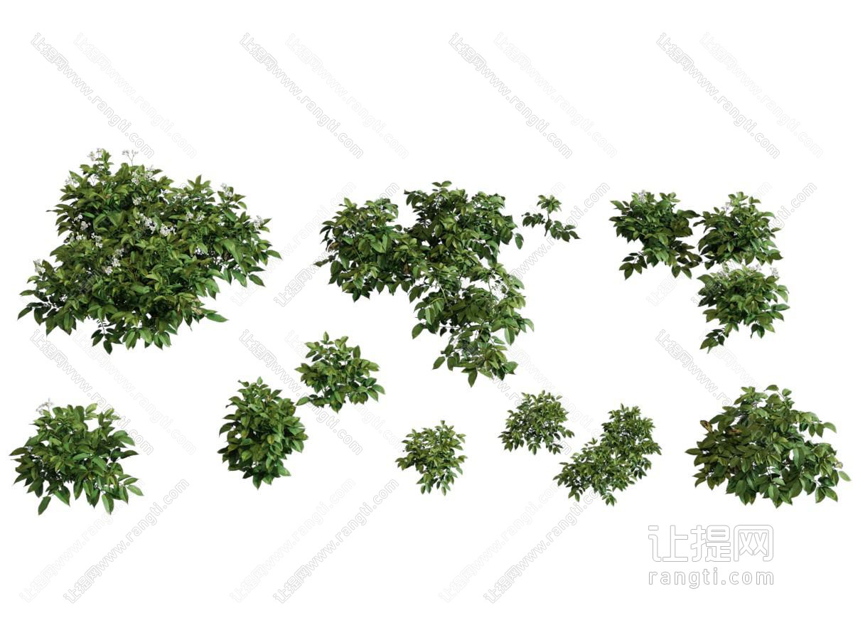 现代花草绿植 植物