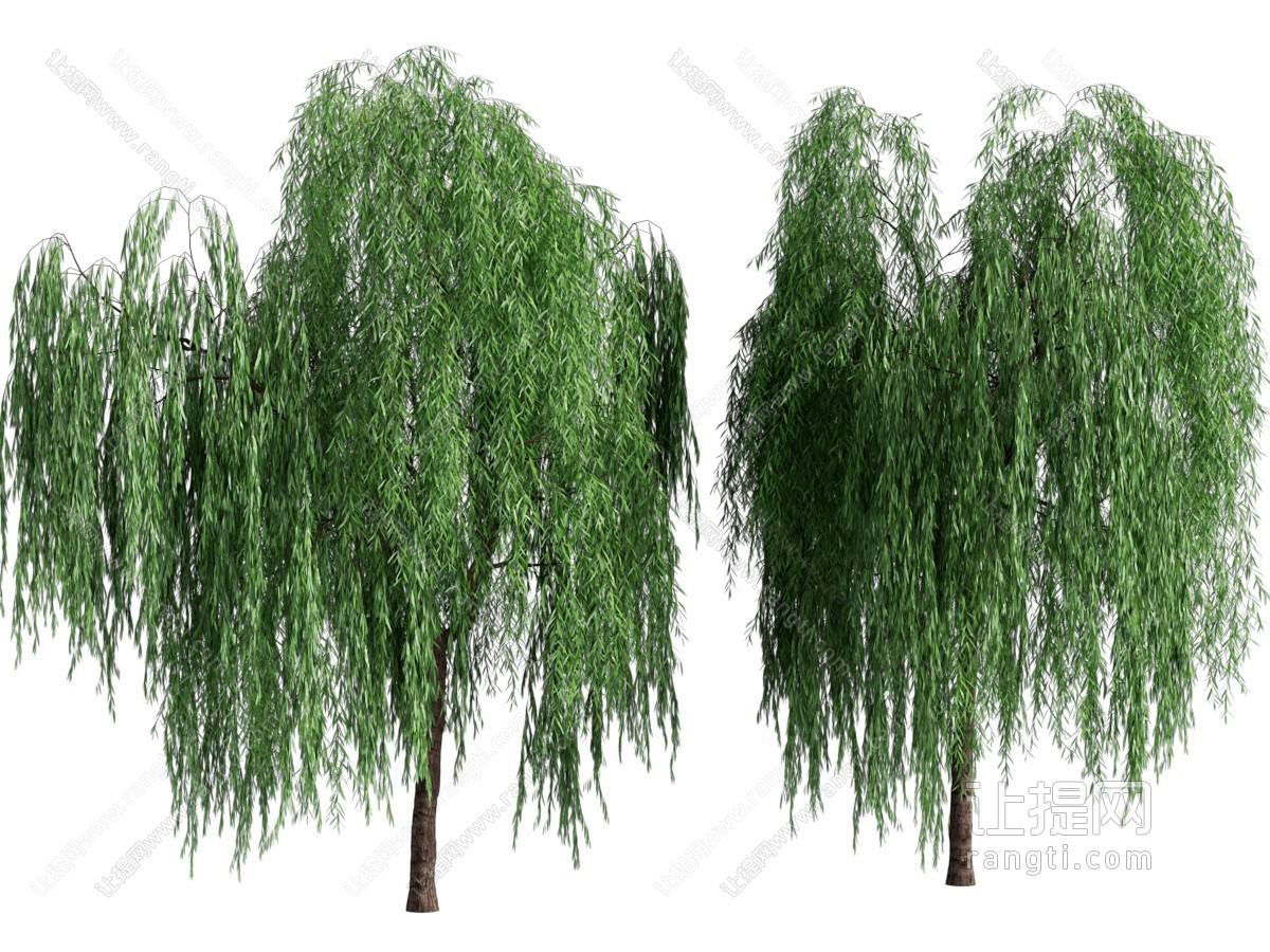 现代垂丝柳树