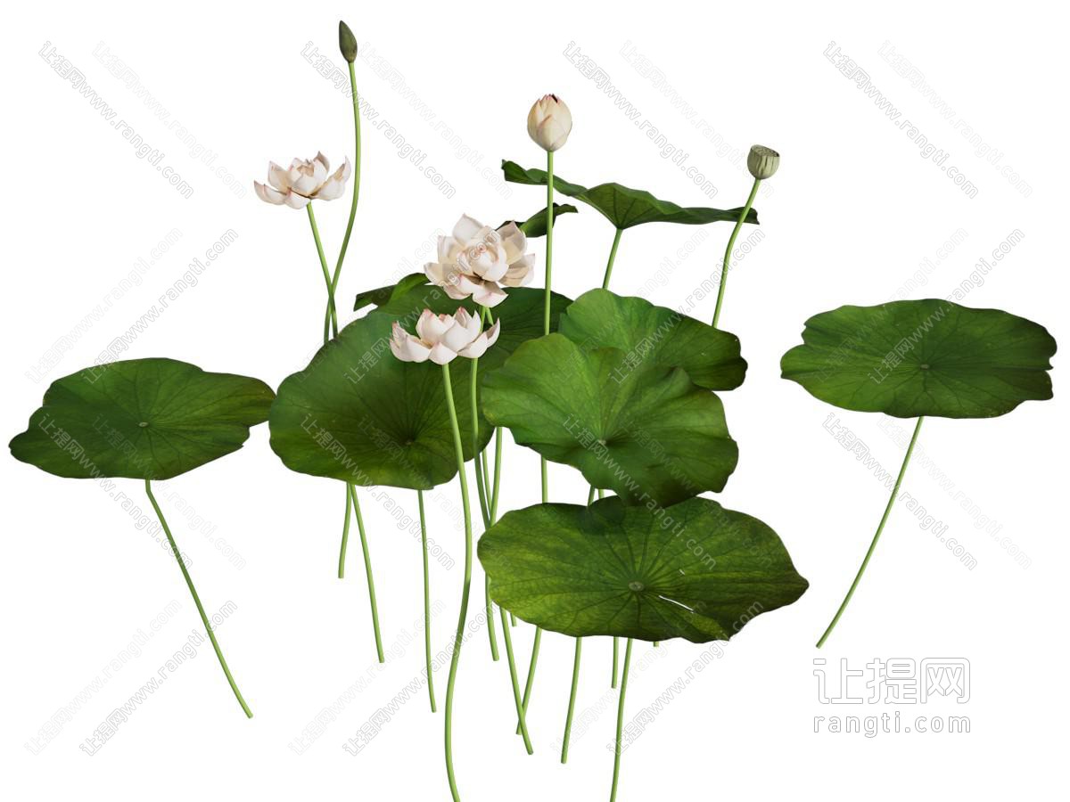 现代荷花 荷叶 花草植物