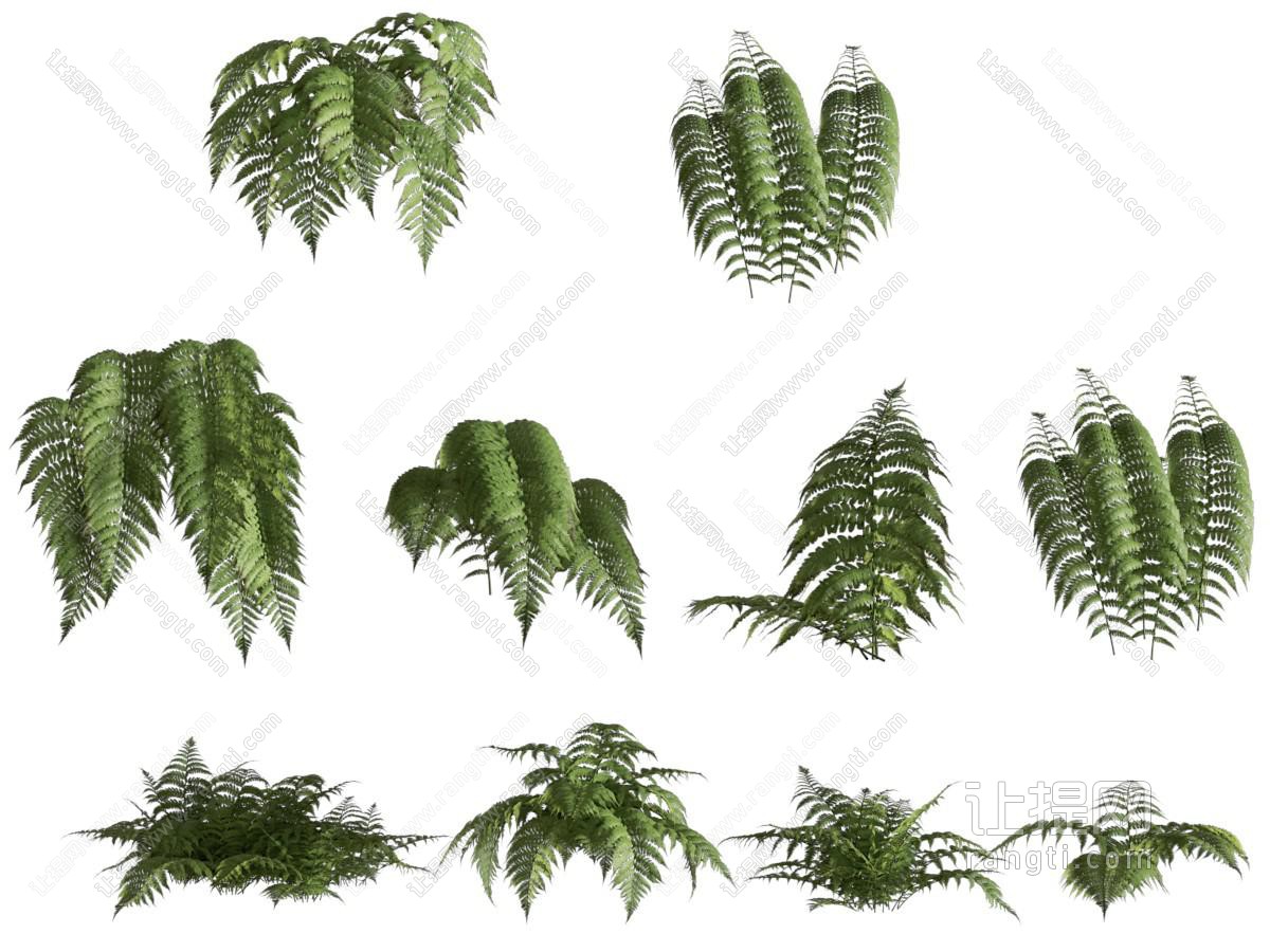 现代蕨类 花草植物