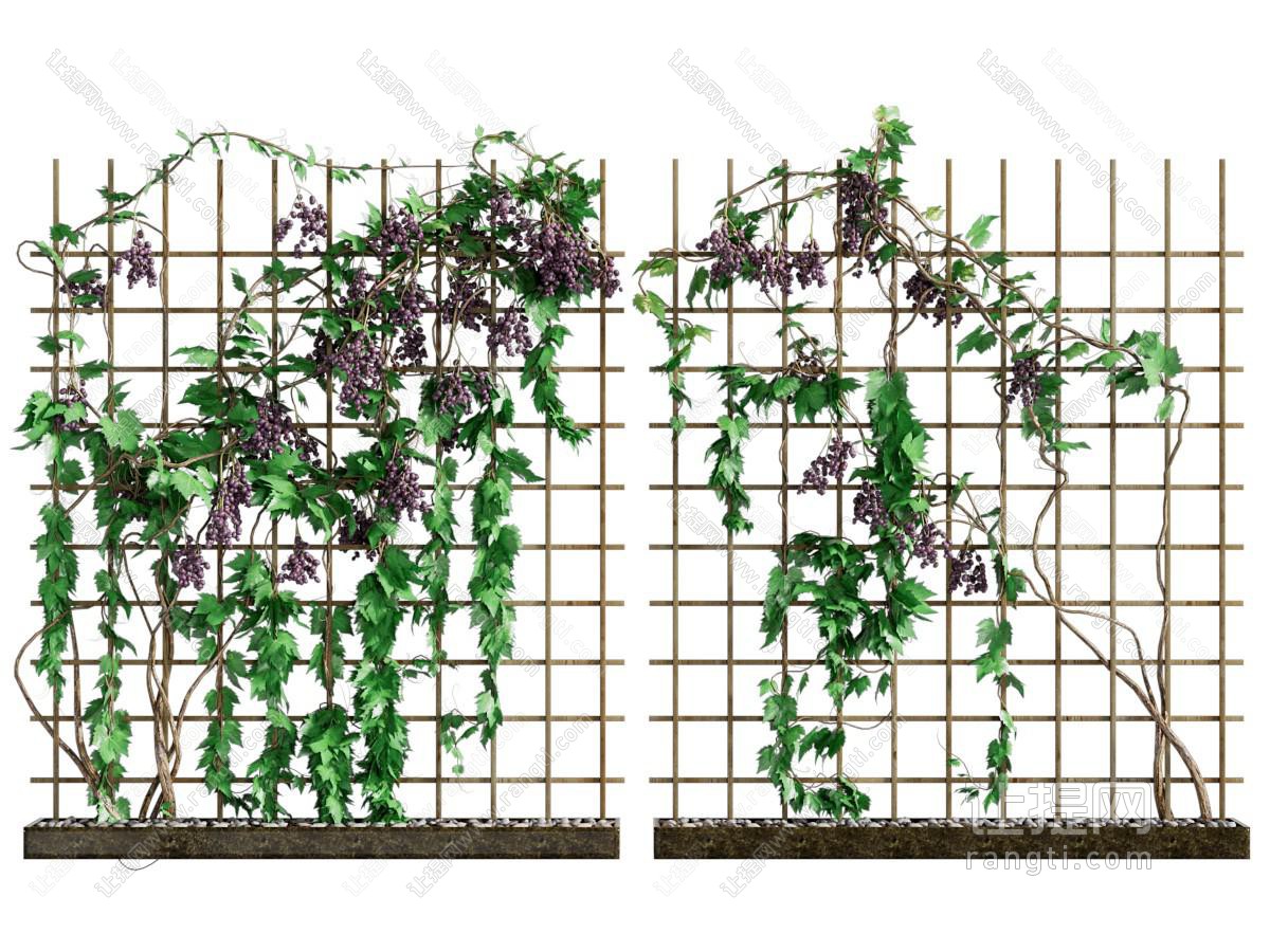 现代藤蔓植物
