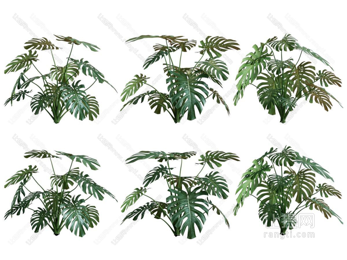 现代花卉花草植物